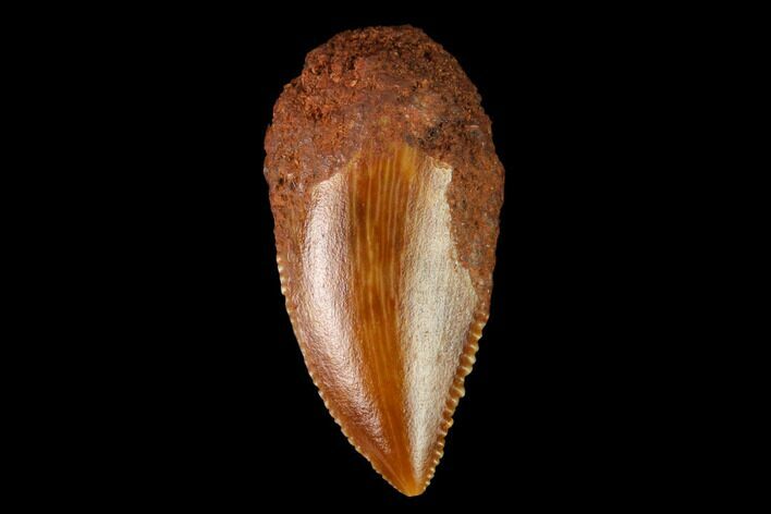 Serrated, Raptor Tooth - Real Dinosaur Tooth #147553